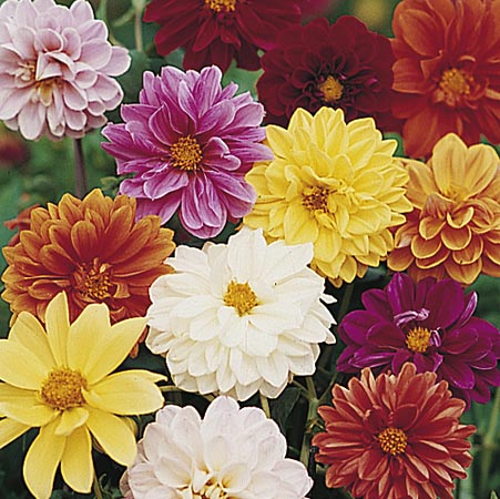 Unbranded Dahlia Dwarf Amore Seeds Average Seeds 60