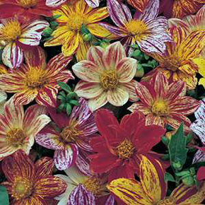 Spectacular dwarf free-flowering bushy plants with uniquely striped blooms in a wide range of bright