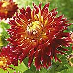 Unbranded Dahlia Large Flowered Trial Pack 242654.htm