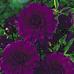 Unbranded Dahlia Le Baron 248041.htm