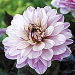 This dahlia is perfect for patio containers. The blend of dark burgundy foliage and soft pink blooms
