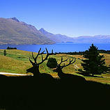 Perfect for the whole family, this tour of The Deer Park high above Lake Wakatipu gives you the oppo