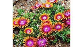 Unbranded Delosperma Plant - Fire Spinner