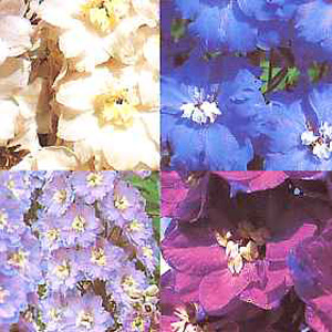 A fine variety good for cutting and in borders  with colours ranging from white  azure  royal blue  