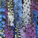 Unbranded Delphinium Pacific Giantss Mixed Seeds