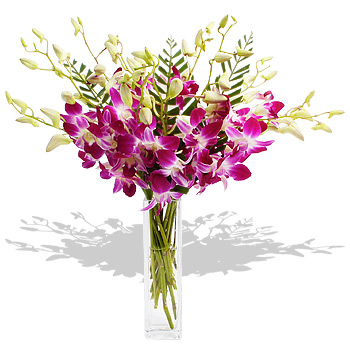 Unbranded Dendrobiums International - flowers