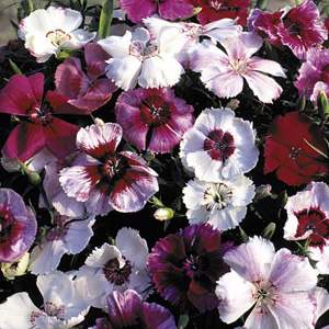 This superb variety has large flowers in a wide colour range. The single blooms  with contrasting ri