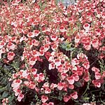 Unbranded Diascia Barberae Apricot Queen Seeds