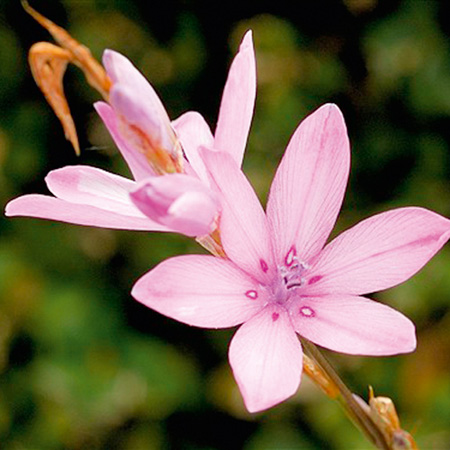 Unbranded Dierama Erectum Plants Pack of 3 Potted Plants