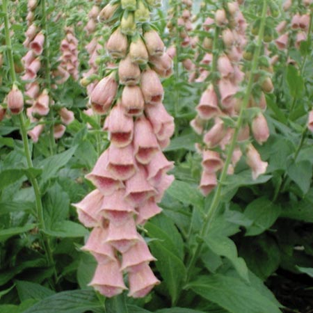 Unbranded Digitalis Strawberry Fayre Seeds Average Seeds 180