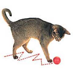 The Zig-N-Zag allows your cat healthy play, exercise and mental stimulation by rolling - self propel