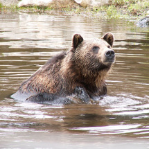 Unbranded Discover Grizzly Bears in the Rockies - Adult