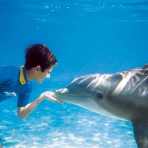 Unbranded Discovery Cove Swim Choice of Adventure Package - Swim with Dolphins (2008 Low Season)