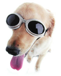 Unbranded Doggles (ILS Medium Black)