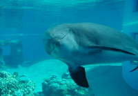 Dolphin Encounter Holiday