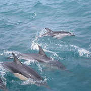 Unbranded Dolphin Encounter Kaikoura - Swim with Dolphins - Adult