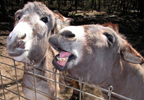 Donkey Adoption