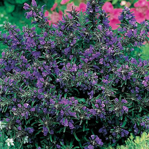 Bushy plants with hairy grey leaves and spikes of midnight-blue flowers followed by attractive seed 