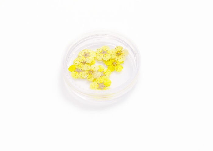 Unbranded Dried flower yellow