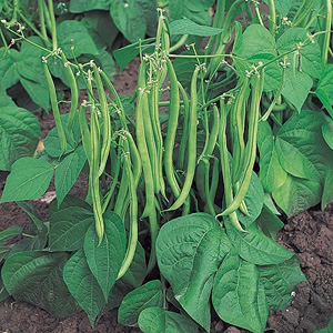 Unbranded Dwarf French Bean Maxi Seeds
