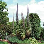 Unbranded Echium Pininana Blue Steeple Seeds 415718.htm