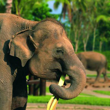 Get up close and personal with these incredible animals at the inspiring Elephant Safari Park. Watch