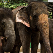 Unbranded Elephant Sanctuary Tour - Adult