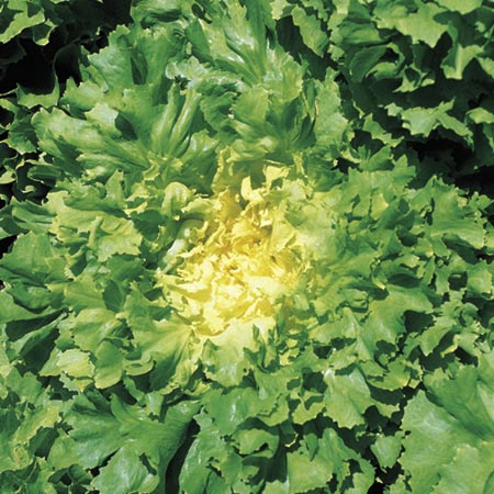 Unbranded Endive Natacha Seeds Average Seeds 190