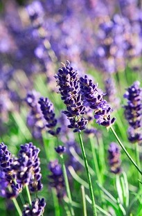 Unbranded English Lavender Hidcote Blue - 1 Litre Pot