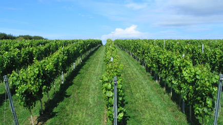 Unbranded English Vineyard Tour and Wine Tasting for Two