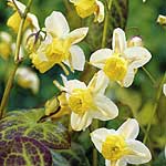 Unbranded Epimedium Sulphureum 246397.htm