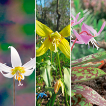 Unbranded Erythronium Bare Roots - Collection