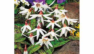 Unbranded Erythronium dens-canis Bare Root Plants - White