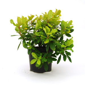 Unbranded Escallonia laevis Gold Ellen Escallonia