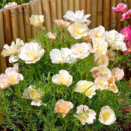 Unbranded Eschscholzia Thai Silk Champagne Average Seeds 220