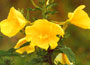 Evening Primrose