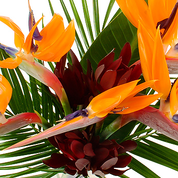 Unbranded Exotic Strelitzias - flowers