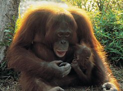 Unbranded Family holiday to Borneo, Land of the Orang Utan