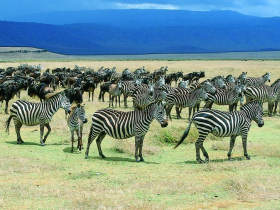Unbranded Family safari holiday in Tanzania; Safari and