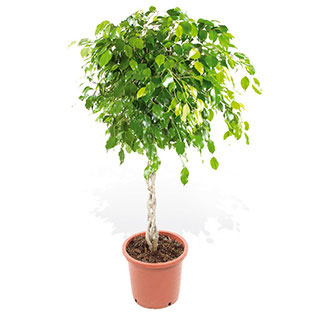 Unbranded Ficus