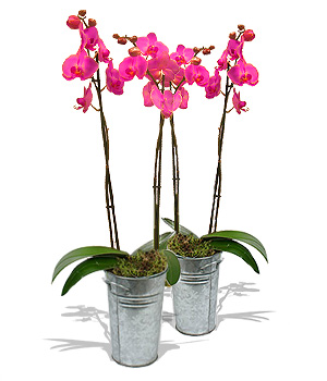 Unbranded Finest Bouquets - 2 Pink Orchids