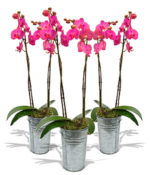 Unbranded Finest Bouquets - 3 Pink Orchids