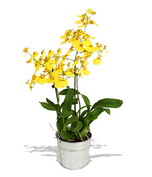 Unbranded Finest Bouquets - Oncidium orchid