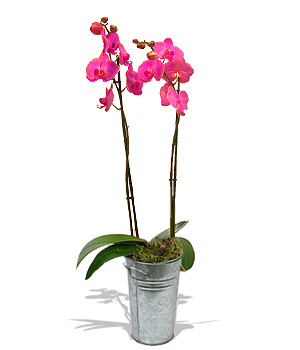 Unbranded Finest Bouquets - Pink Orchid