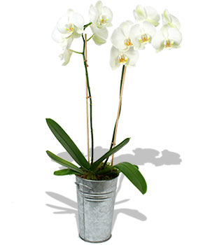 Unbranded Finest Bouquets - White Orchid