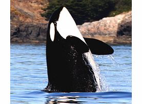 Fly from Vancouver harbour to Victoria to join an exciting and educational whale watching adventure that focuses on the Southern Resident killer whale population.