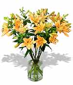 Flowers - Apricot Lilies