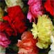 Flowers: Just Carnations (PF02)