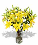 Flowers - Yellow Lilies