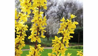 Unbranded Forsythia intermedia Plants